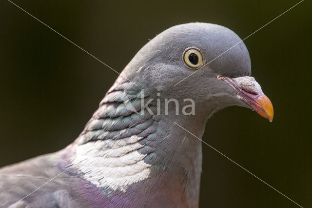 Wood Pigeon