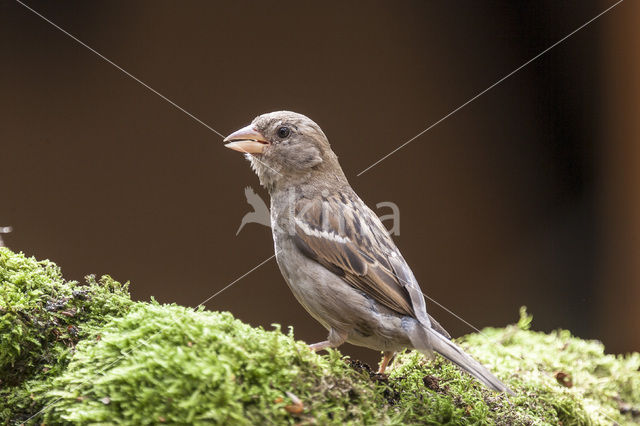 House Sparrow (Passer domesticus)