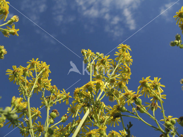 Jacobskruiskruid (Jacobaea vulgaris)