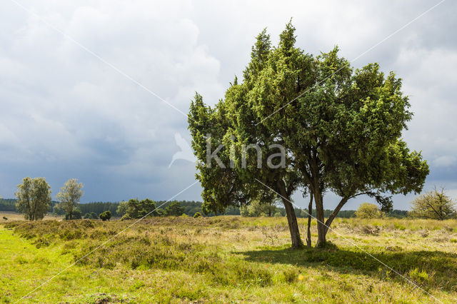 Jeneverbes (Juniperus communis)