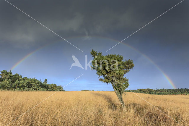 Jeneverbes (Juniperus communis)