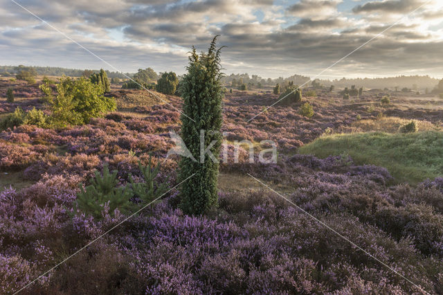 Jeneverbes (Juniperus communis)