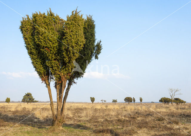 common juniper (Juniperus communis)