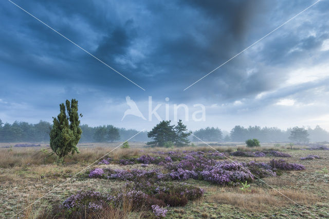 common juniper (Juniperus communis)