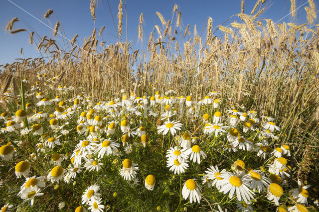 Camomile (Matricaria spec.)