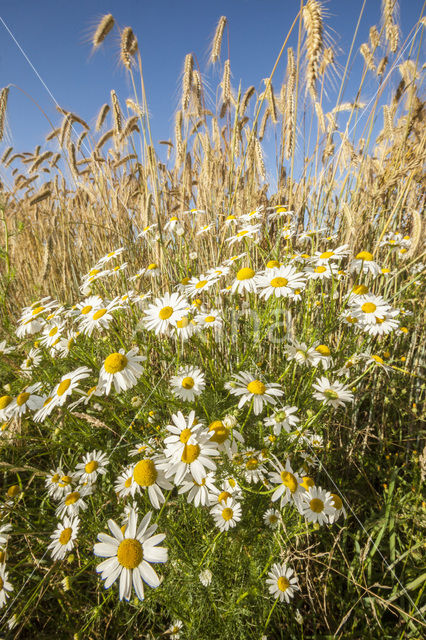 Camomile (Matricaria spec.)