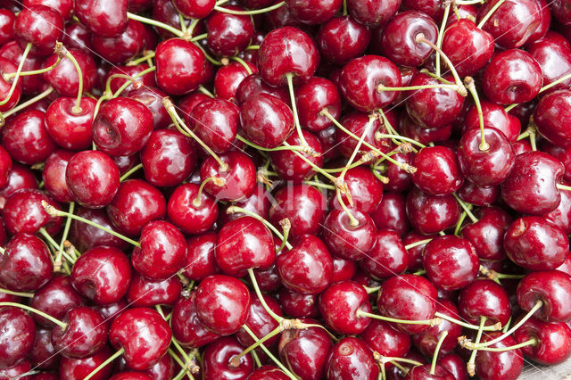 Cherry (Prunus spec)