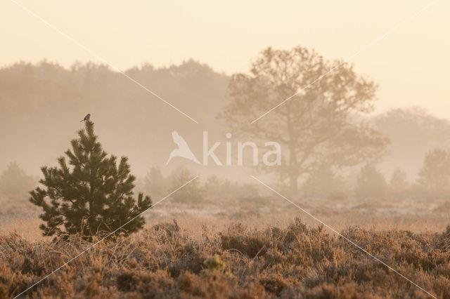 Great Grey Shrike (Lanius excubitor)