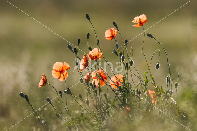 Klaproos (Papaver spec.)