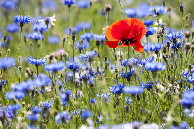 Poppy (Papaver spec.)