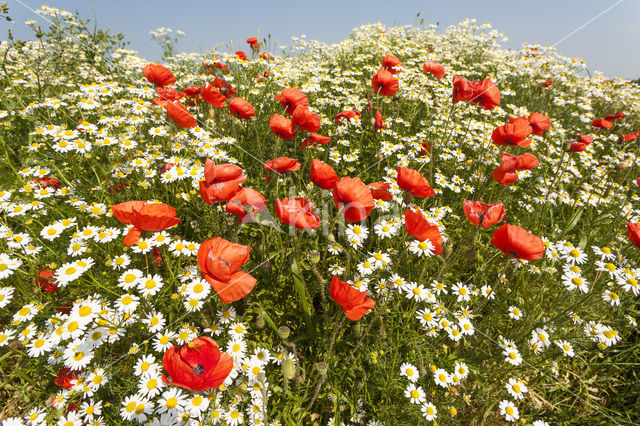 Poppy (Papaver spec.)