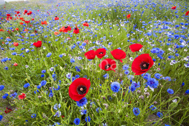 Klaproos (Papaver spec.)