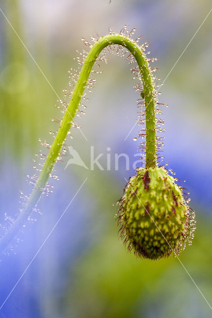 Klaproos (Papaver spec.)