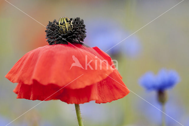 Poppy (Papaver spec.)