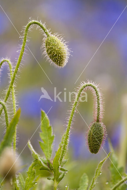 Klaproos (Papaver spec.)