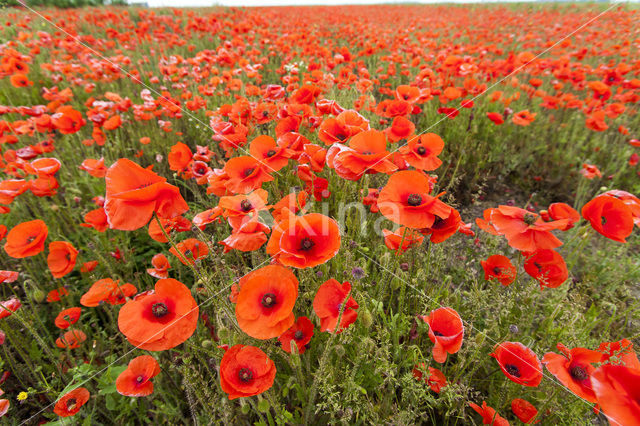 Klaproos (Papaver spec.)