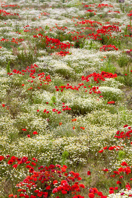 Klaproos (Papaver spec.)