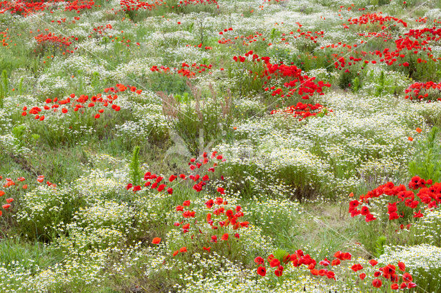 Klaproos (Papaver spec.)