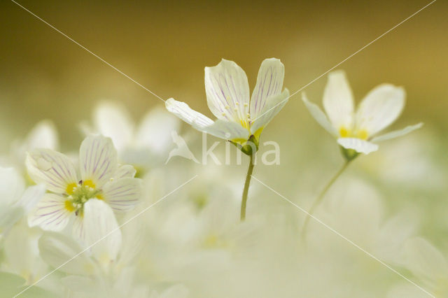 buttercup (Oxalis spec.)