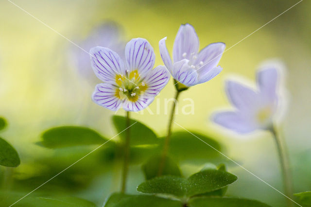 Klaverzuring (Oxalis spec.)