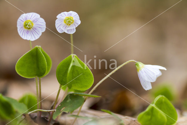 Klaverzuring (Oxalis spec.)