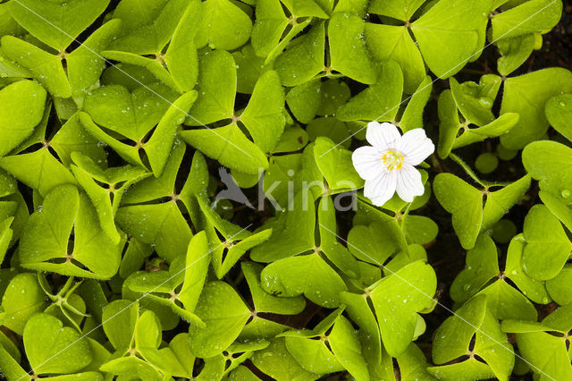 Klaverzuring (Oxalis spec.)