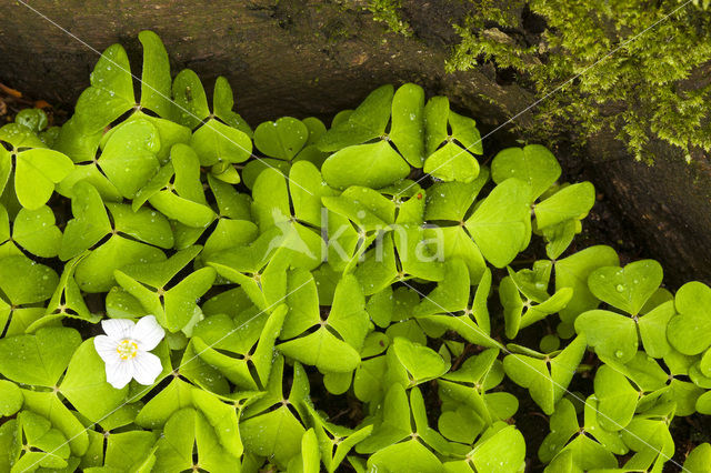 Klaverzuring (Oxalis spec.)