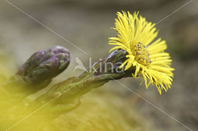 Coltsfoot (Tussilago farfara)
