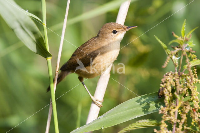 Eurasian Reed-Warbler (Acrocephalus scirpaceus)