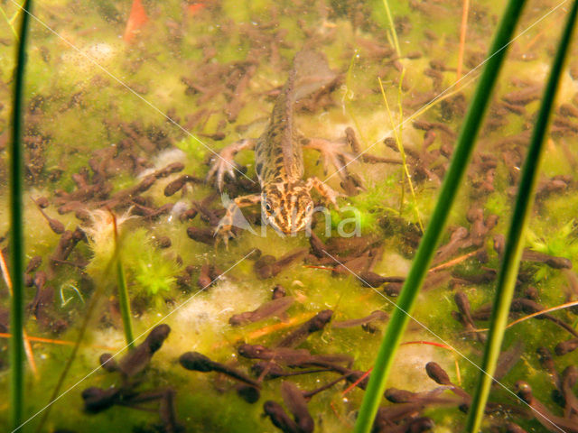 Smooth Newt (Triturus vulgaris)