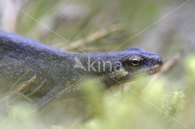 Kleine watersalamander (Triturus vulgaris)