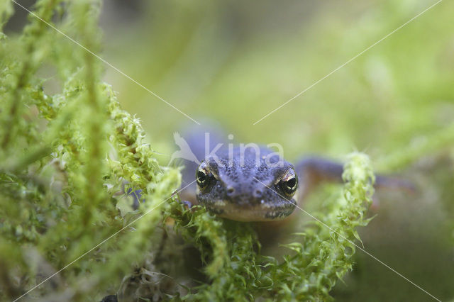 Kleine watersalamander (Triturus vulgaris)