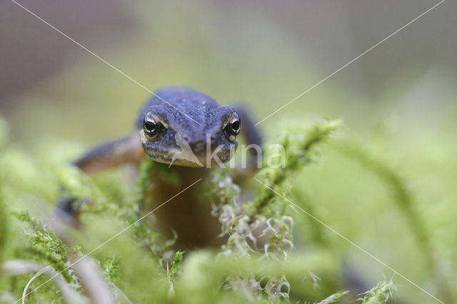 Smooth Newt (Triturus vulgaris)