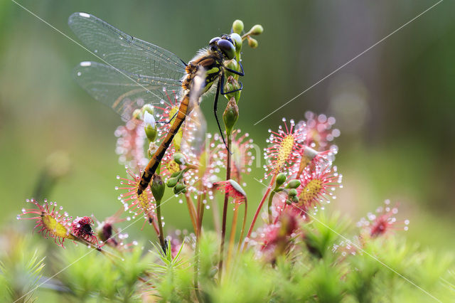 Oblong-leaved Sundew (Drosera intermedia)