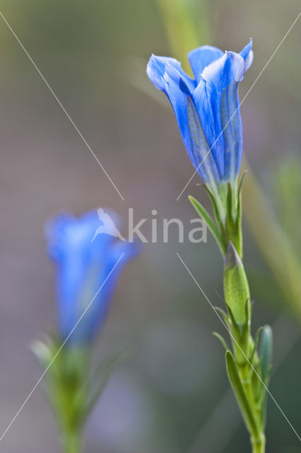 Marsh Gentian (Gentiana pneumonanthe)