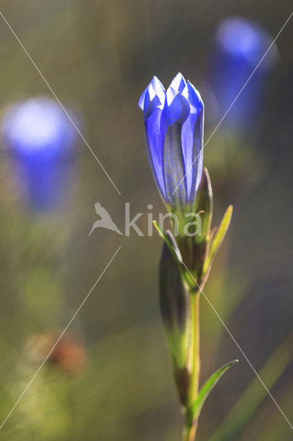 Marsh Gentian (Gentiana pneumonanthe)