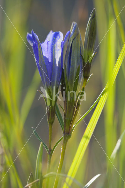 Klokjesgentiaan (Gentiana pneumonanthe)