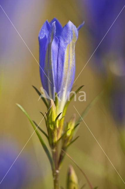 Klokjesgentiaan (Gentiana pneumonanthe)