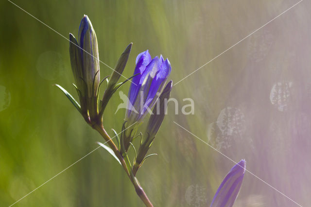 Marsh Gentian (Gentiana pneumonanthe)