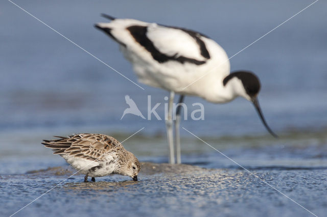 Pied Avocet (Recurvirostra avosetta)