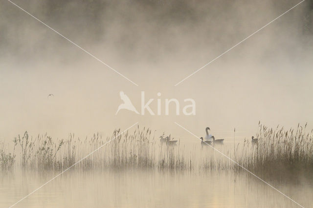 Mute Swan (Cygnus olor)