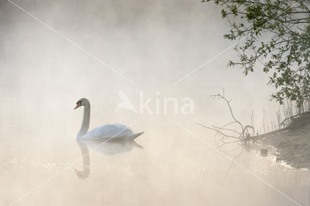 Mute Swan (Cygnus olor)