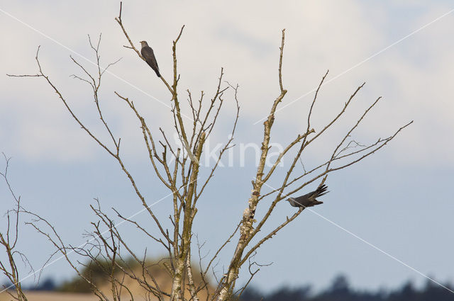 Common Cuckoo (Cuculus canorus)
