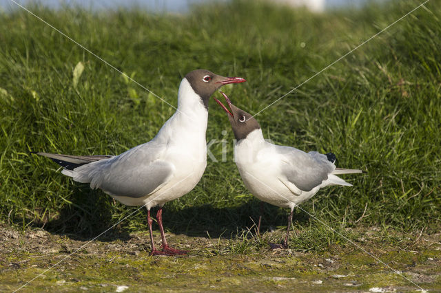 Black-headed Gull (Larus ridibundus)