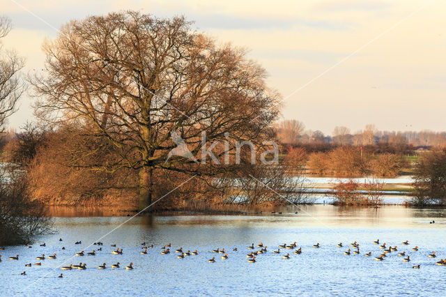 White-fronted goose (Anser albifrons)