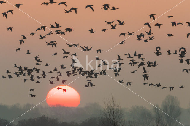 White-fronted goose (Anser albifrons)