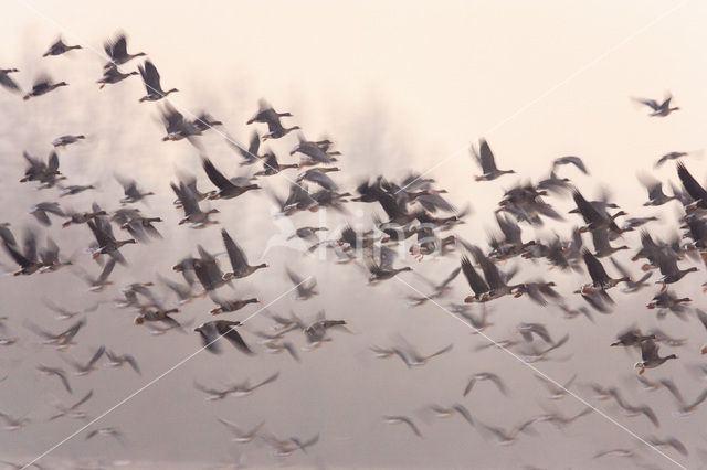 White-fronted goose (Anser albifrons)