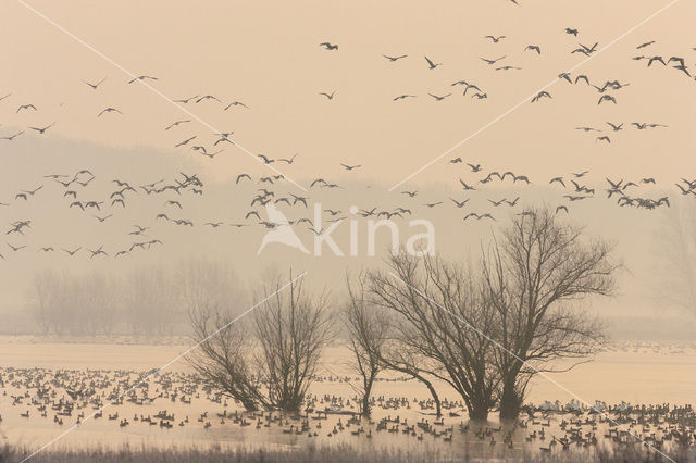 White-fronted goose (Anser albifrons)