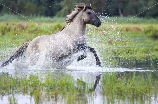 Konik horse (Equus spp)