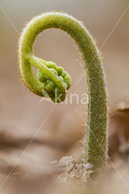 Koningsvaren (Osmunda regalis)